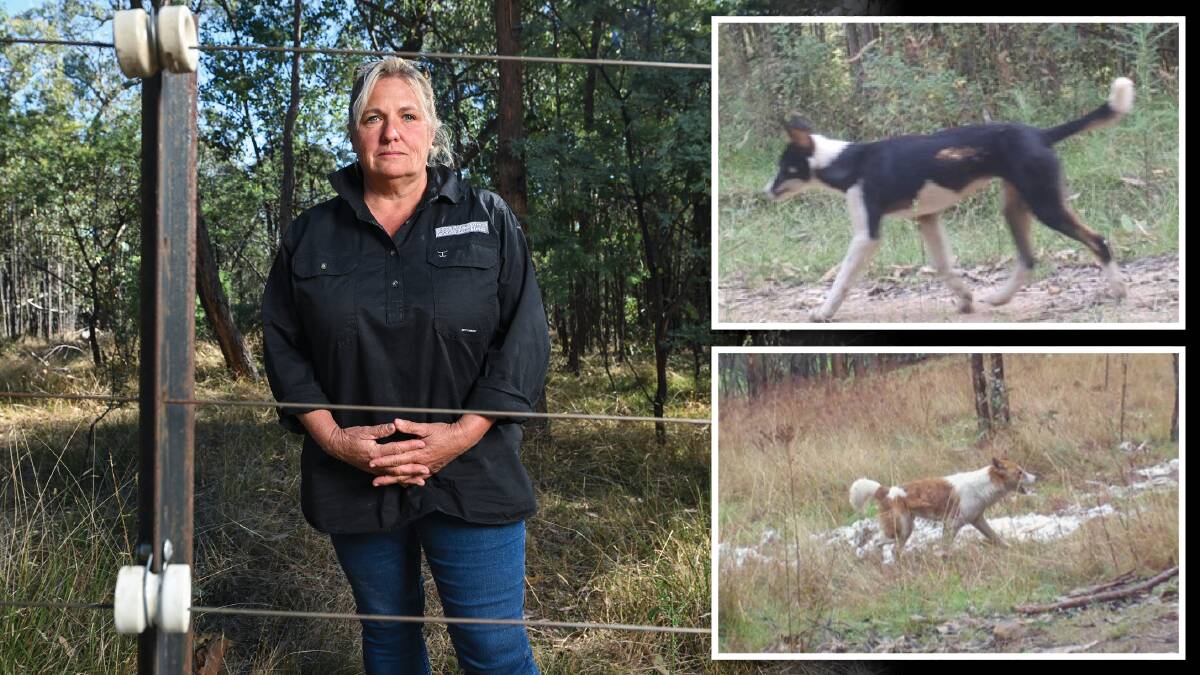 Farmer Emma Nankervis says she no DNA studies have been done on wild dogs/dingoes in North East Victoria. "You've only got to look at the pictures of the types of dogs in this region, they look nothing like a dingo," she said. Picture by Mark Jesser