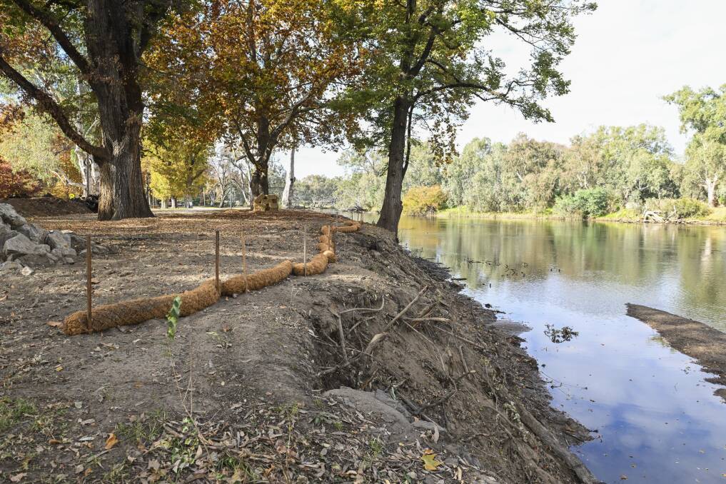 The Noreuil Park riverbank is being stripped of invasive species to combat erosion. Picture by Mark Jesser