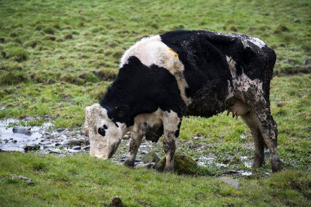 MUD BATH: Yersiniosis, a bacteria usually found in stock grazing on poorly-drained or muddy pastures, can cause ill-thrift and scouring in younger stock.