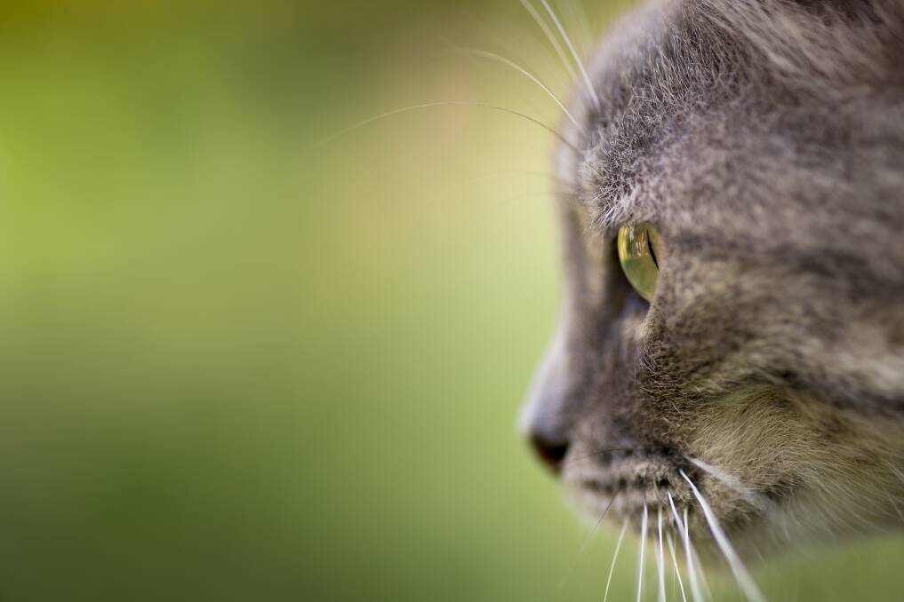 AWARENESS: In addition to bladder infection, inflammation, obstruction, tumour and stones, feline lower urinary tract disease can be caused by stress.