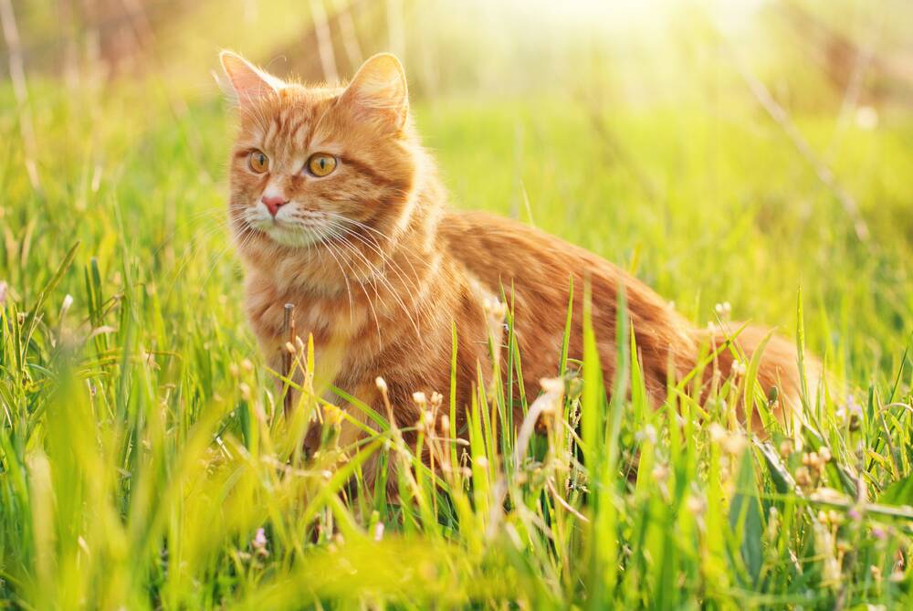 POISON RISKS: Cats are susceptible to a unique number of toxins including lilies and owners need to be very aware of what products they use on and around felines.