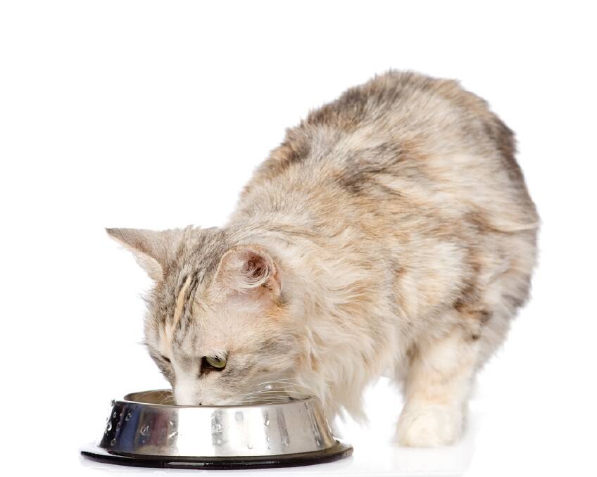 THIRST: Kidney failure is a common issue with older cats so if your cat is drinking more water than normal, urinating more and losing weight, you should consult your vet.