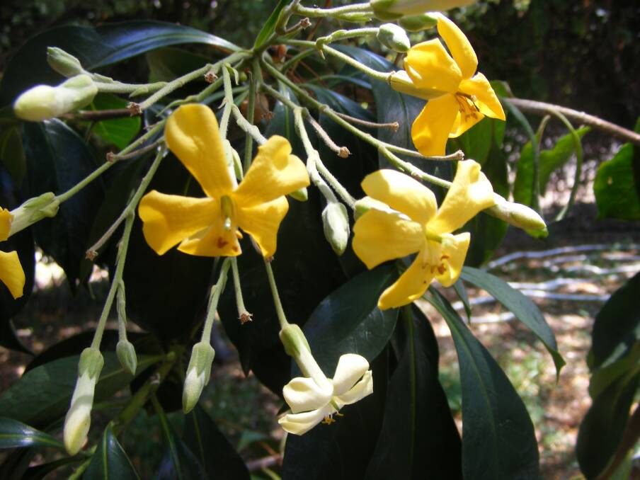 INDIVIDUAL: The native frangipani, although unrelated to the frangipani, also has stunning flowers and a fabulous perfume. It is frost-hardy and tolerant of most soils.