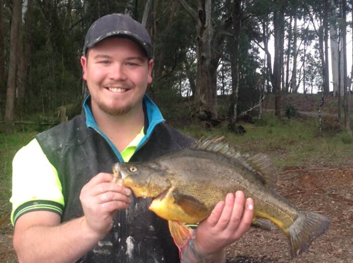 YOU BEAUTY: Dylan Ward nabbed this 52cm yellow belly, which weighed in at 4lbs, at Lake Kerford recently.