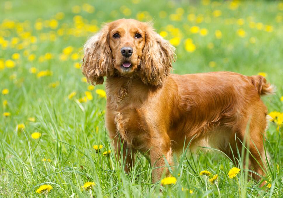 SEED MAGNETS: Dogs with soft thick fur like cocker spaniels are at particular risk of a grass seed invasion.