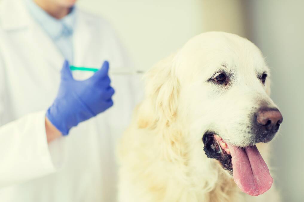 ESSENTIAL: Puppies and adult dogs should be vaccinated regularly for maximum protection.