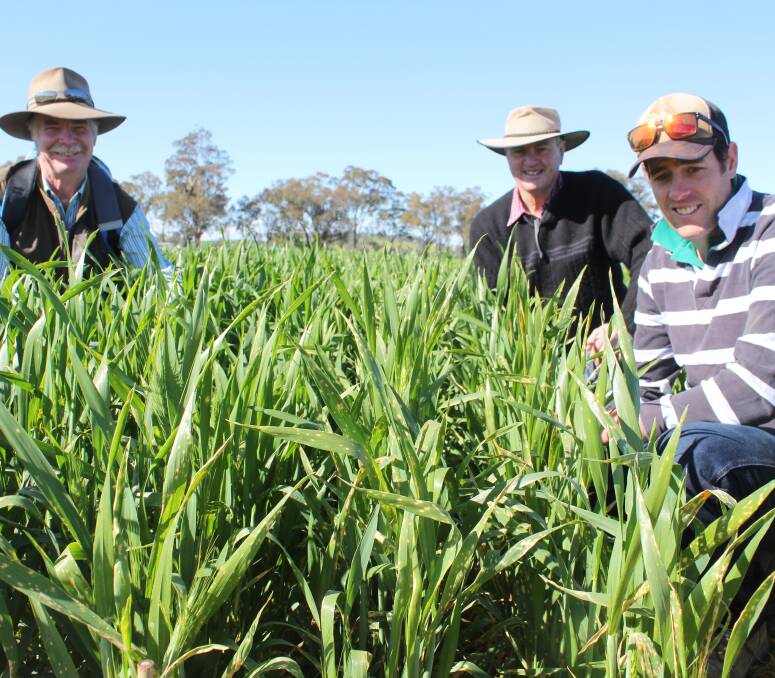 PICTURE PERFECT CROPS: David Geddes and son Colin (right) of "Warranboo", Holbrook are pictured with Rod Minogue of West Wyalong at Henty Machinery Field Days.