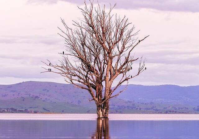 PHOTO OF THE DAY: @clairjulia_photography "That 'Lake Hume Tree' is Victoria's own Wanaka tree. I drove past it twice a day for 3 weeks and every single time it looked different, so cool. @discovervictoria @australia @visitnsw #LakeHume #Albury #Wodonga #VIC #nsw" via Instagram