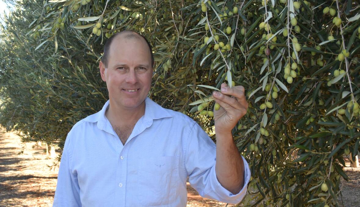 Growth: Boundary Bend co-founder Rob McGavin said it was easy to grow olive trees but to get them to fruit consistently was difficult, but mastering that had given them a significant competitive advantage. Photo: Laura Griffin
