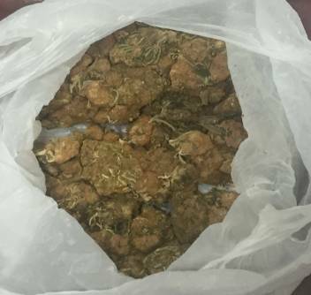 DRUG BUST: Katherine police seized five pounds of cannabis on Thursday morning.