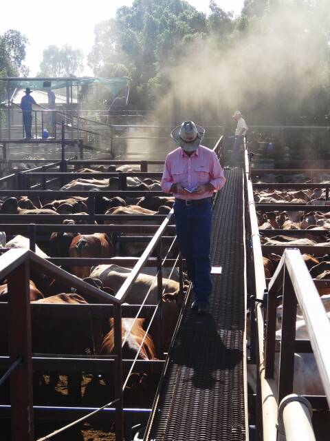 Consignments at Queensland saleyards are growing smaller as cattle supply dries up.
