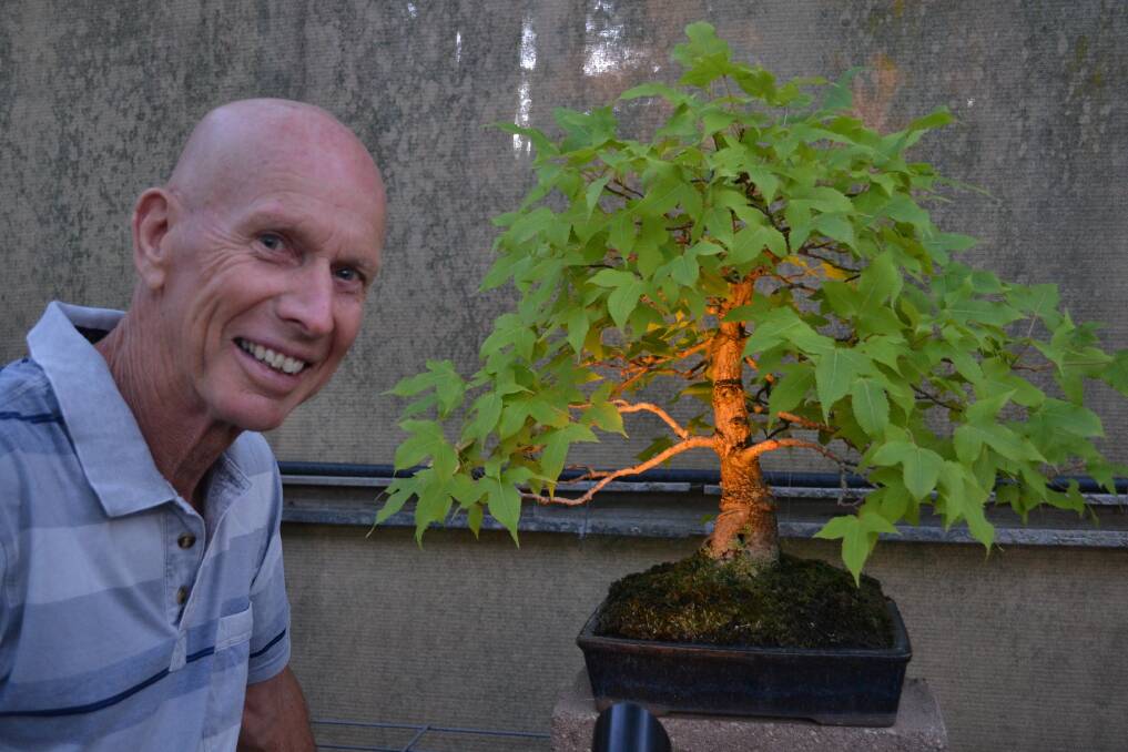 TAKING SHAPE: John van Lint will light up more than 170 bonsai trees for Bonsai Under Lights at his Lavington home on Saturday night. Picture: JODIE BRUTON

