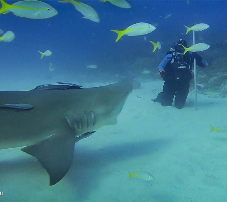 CLOSE ENCOUNTERS: Sandra Northey had a rare experience diving with sharks in The Bahamas early in the New Year.