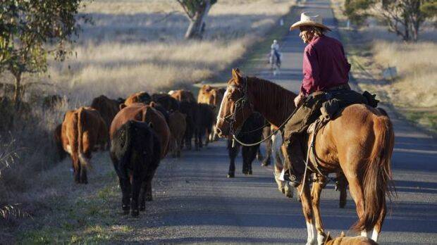 Riverina stock routes to drove blues away