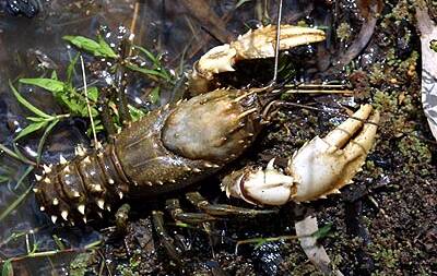 TOP CATCH: The season for catching Murray spiny crayfish begins on June 1.