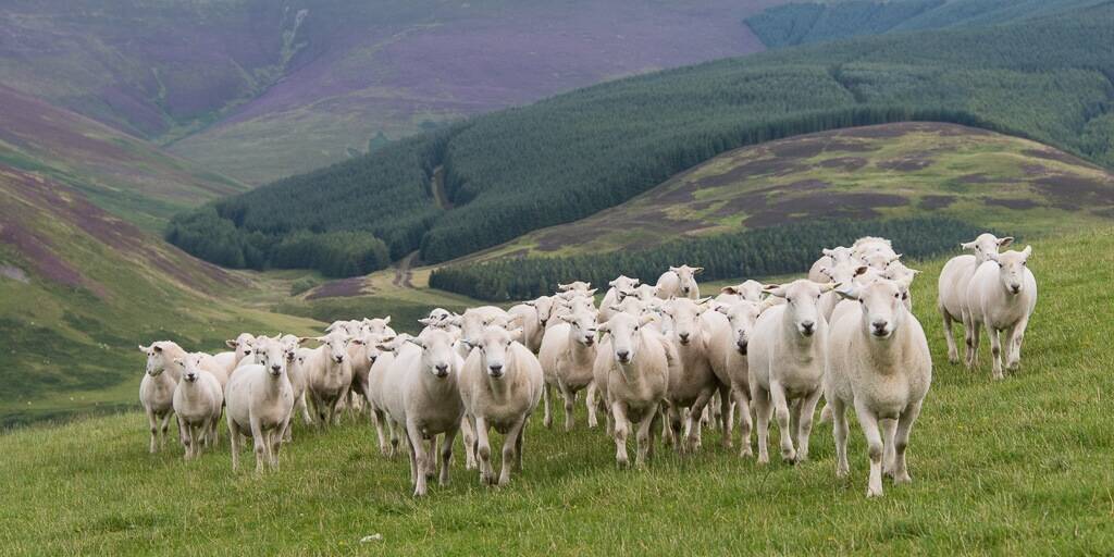 SCOTTISH SUCCESS: Ms Marriott observed this flock of easy care sheep, derived from a maternal Scottish blackface with exceptional carcase attributes in Scotland. 