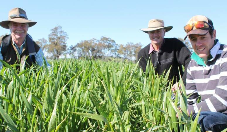 PICTURE PERFECT CROPS: David Geddes and son Colin (right) of "Warranboo", Holbrook are pictured with Rod Minogue of West Wyalong at Henty Machinery Field Days.