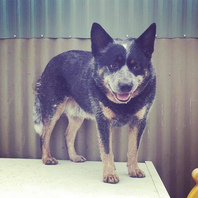 @brydie_charlesworth thinks Mick the Blue Cattledog is figuring out his next naughty move. What a cute little fella!