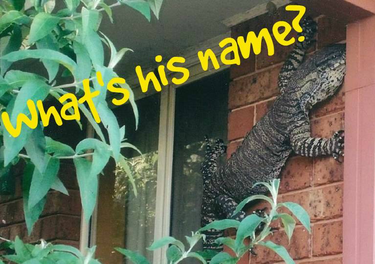 Here is your chance to name our local lizard. 