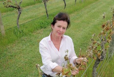 Vintage recovery: Wendy Killleen in October of 2013, when frost turned 90 per cent of Stanton and Killeen's vines black. The winery has made a strong recovery.