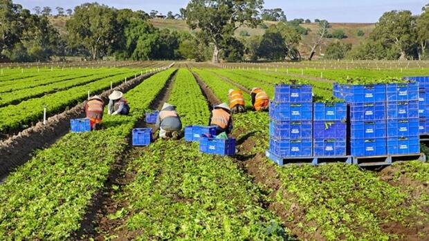 The lettuce farm owned and operated by Tripod Farmers. Photo: Supplied