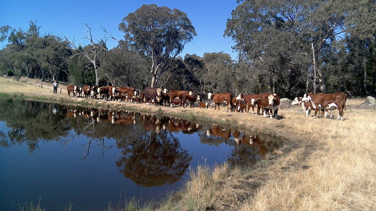 BEECHWORTH COUNTRY: Wrattenbullie Jolly out with some of the Rosstulla cows. Rex Forrest also pictured.