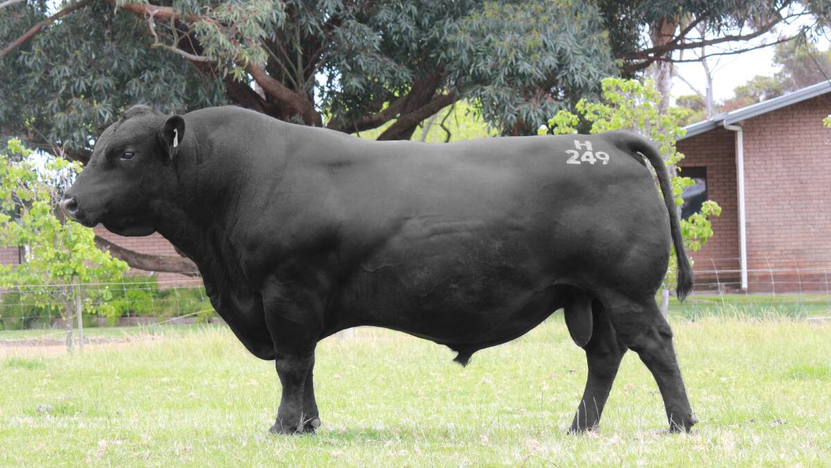 STRONG PRESENCE: Coonamble Hector, WDCH249, the sire of the $190,000 Australian record-priced heifer. Alpine Angus will open for Beef Week on February 6.