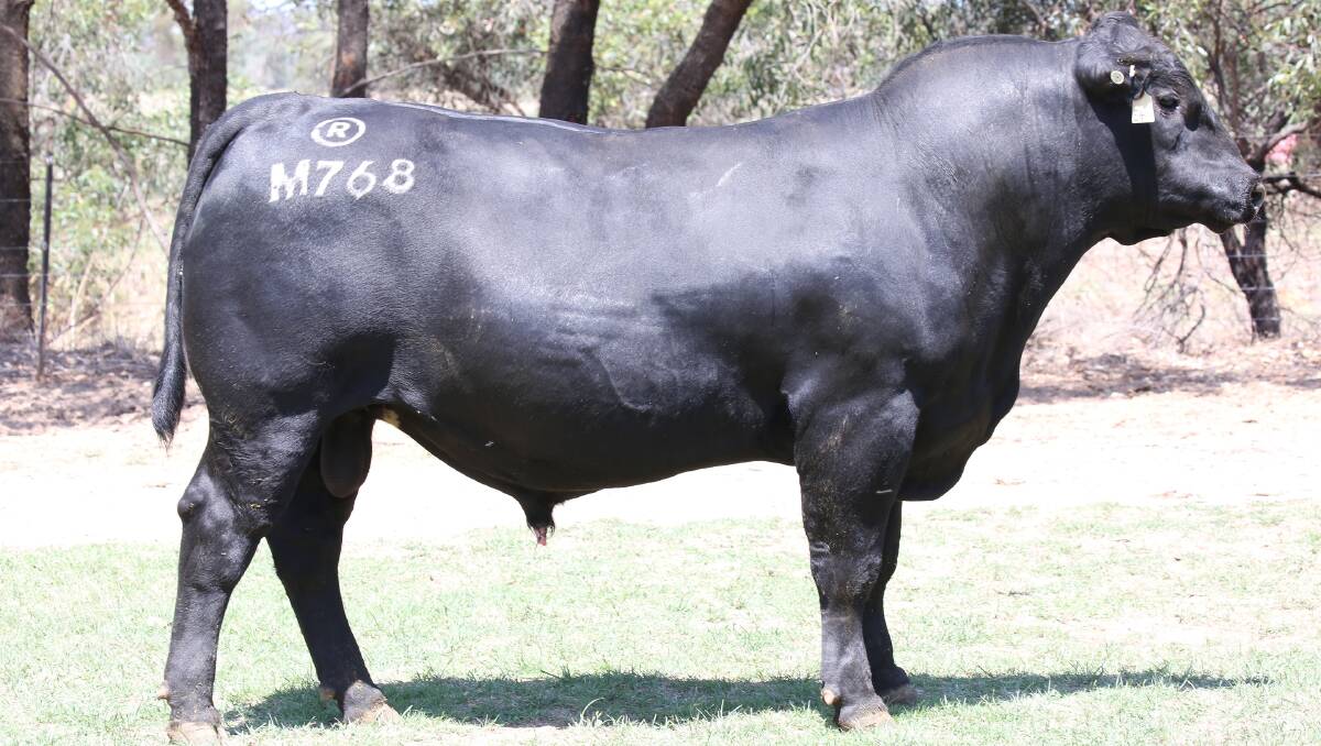 Bryan Corrigan's pick bull: Lot 13 Rennylea M768 by Sterita Park J231. "Well muscled, good structure, temperament and indicies.”