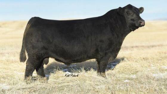 CCR Boulder 1339A – sire of Hicks Beef autumn sale bulls.