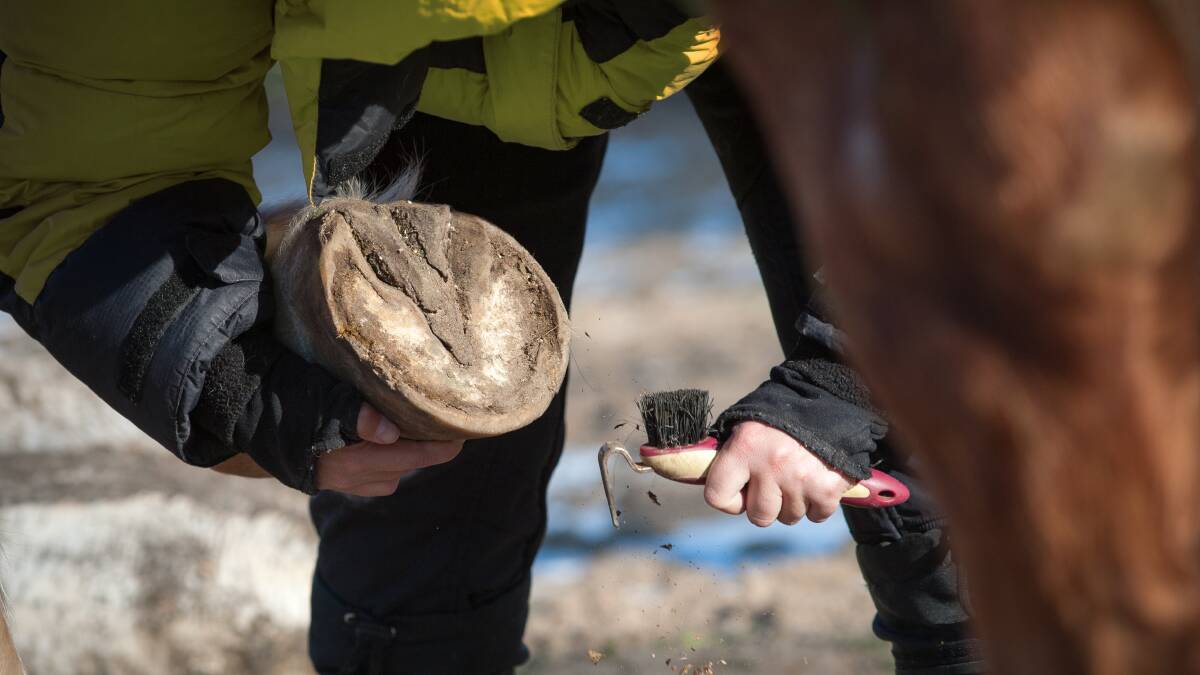 There are a range of things you can do to make sure your horses' hooves remain in the best condition possible in cold and wet conditions over the winter months.