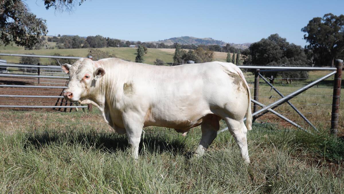 SUCCESS STORY: One of the 50 Rangan sale bulls that will be on display for Beef Week. The stud's 9th on-property bull sale will be held on March 8 this year. 