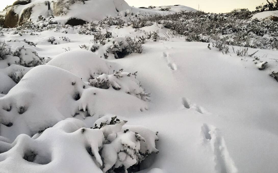 SNOW DAY: Paw prints at Mount Buffalo show evidence of recent dingo activity on the mountain. Picture: JAYNIE COLSTON