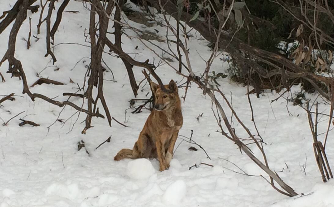 GORGEOUS: The sight of this dingo or wild dog at Mount Buffalo was a highlight of a tourist family's trip to the snow. Picture: JACKIE JESSULAT