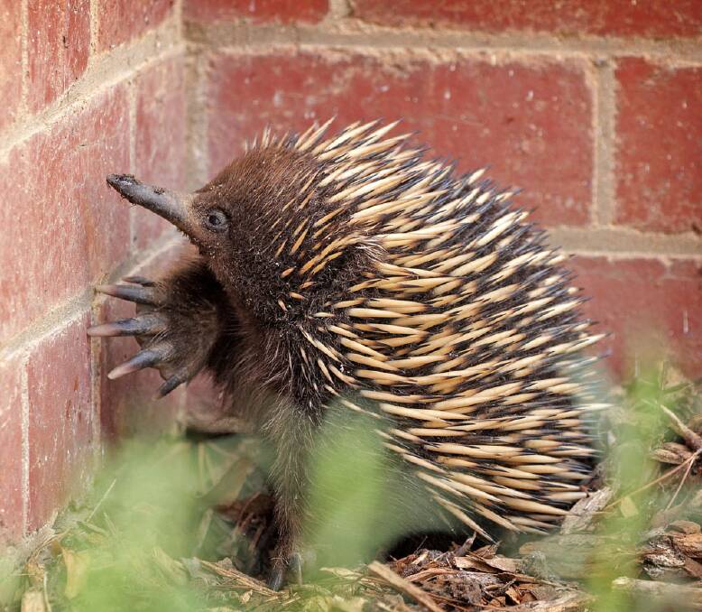 NATURAL MODEL: Digger, Spike and Sticky beak were all names thrown up for the echidna, which visited Indigo Council on Tuesday. It came out from hiding in the bushes when the crowd went away.