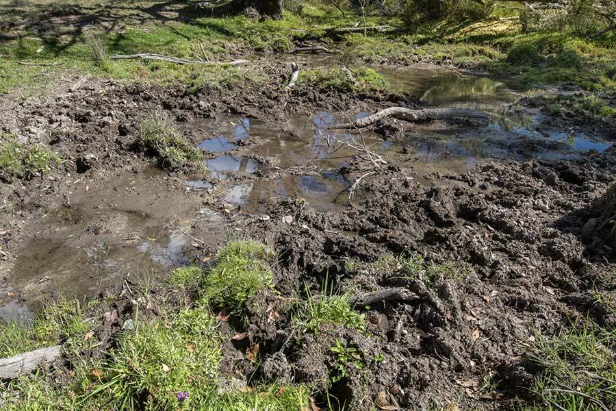 HORSE IMPACTS: An example of the waterway damage caused by feral animals at Native Cat Flat near Omeo, which the government wants to stop.