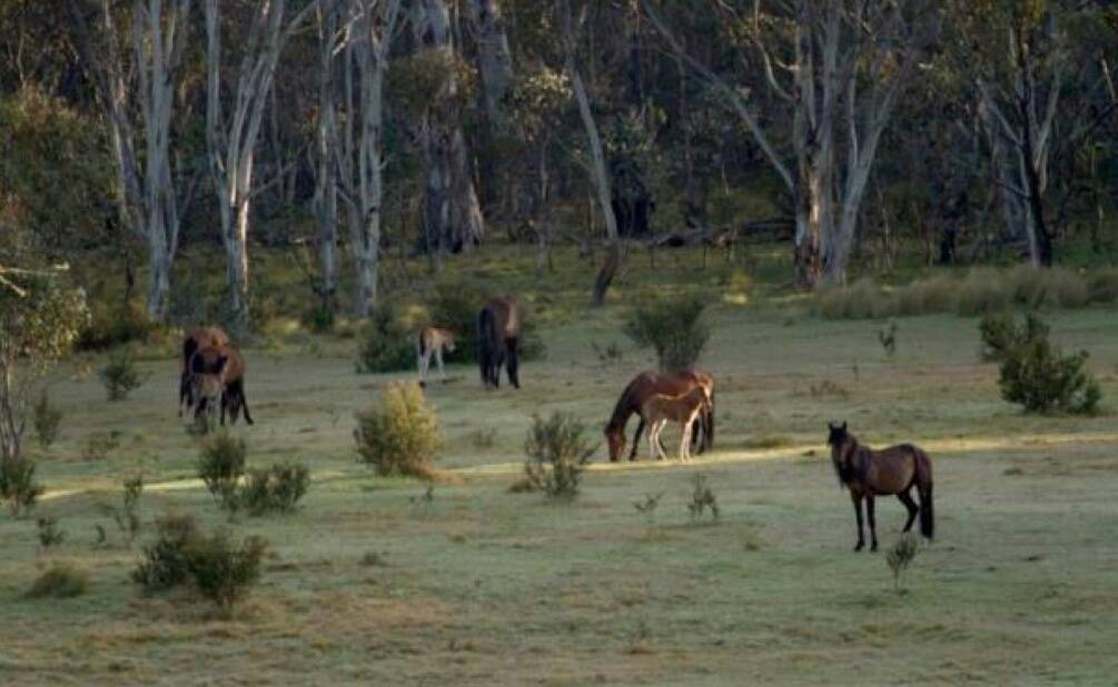 NEED TO CULL: Feral horses, like those pictured grazing at Native Dog Flat in the Alpine National Park, are causing problems for the environment.