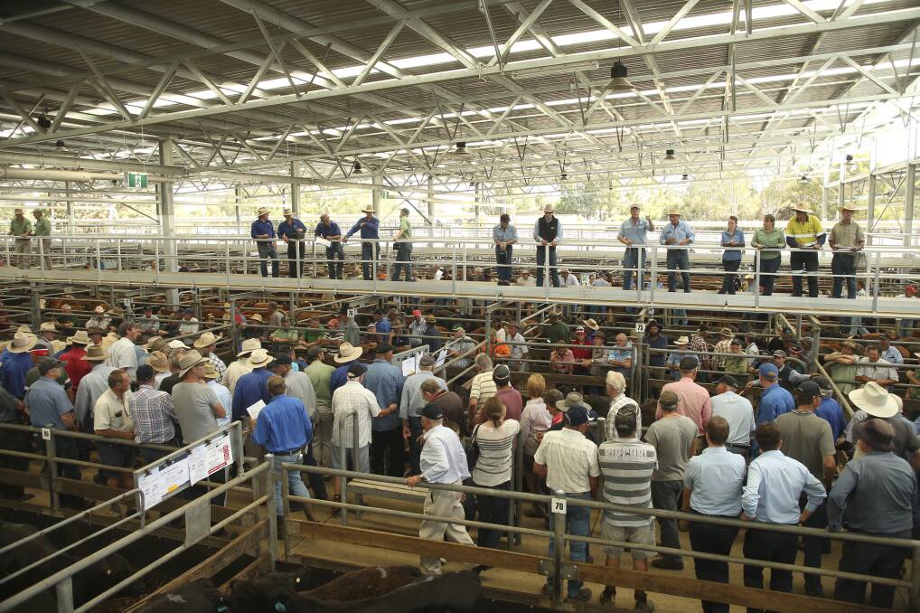 CONTROVERSIAL: The future of management at Wangaratta Saleyards will remain in limbo, with one councillor asking for a detailed briefing from management, but asking for colleagues to commit to the facility staying owned by the council.
