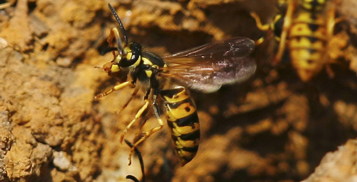 PEST: European wasp attacks have been rising throughout Indigo Shire.