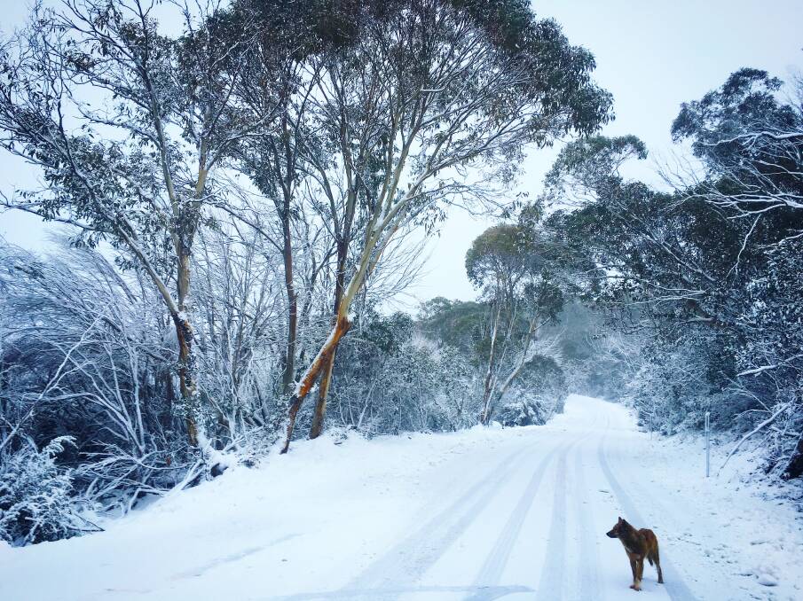 FOUR-LEGGED FRIEND: An Alpine dingo has been hanging around the Dingo Dell area of Mount Buffalo. Picture: JAYNIE COLSTON