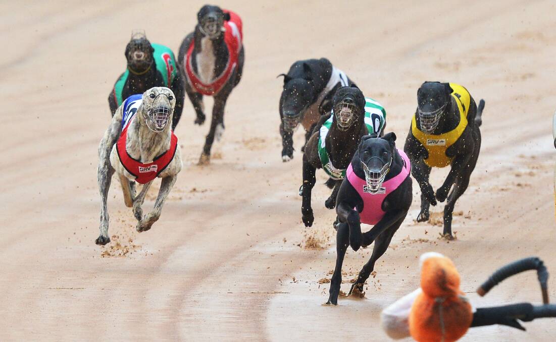 WHAT NEXT: The NSW opposition says the state's greyhound ban was done with no consultation, without compensation or assistance for those with racing dogs.