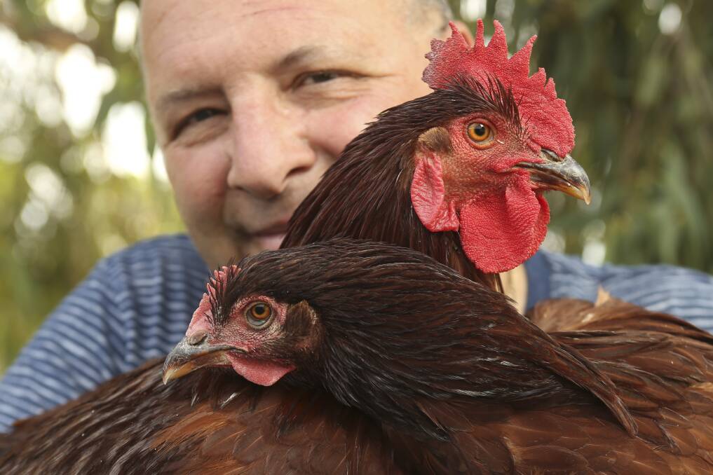 BIRD IN THE HAND: Poultry breeder and auctioneer Braham Metry will have his hands full at his poultry auction at Wangaratta on Saturday. Picture: ELENOR TEDENBORG