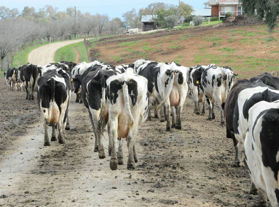 MILK MATTERS: Dwindling supply has forced dairy giant Murray Goulburn to review its forecasts and milk price. It has also delayed its clawback program.