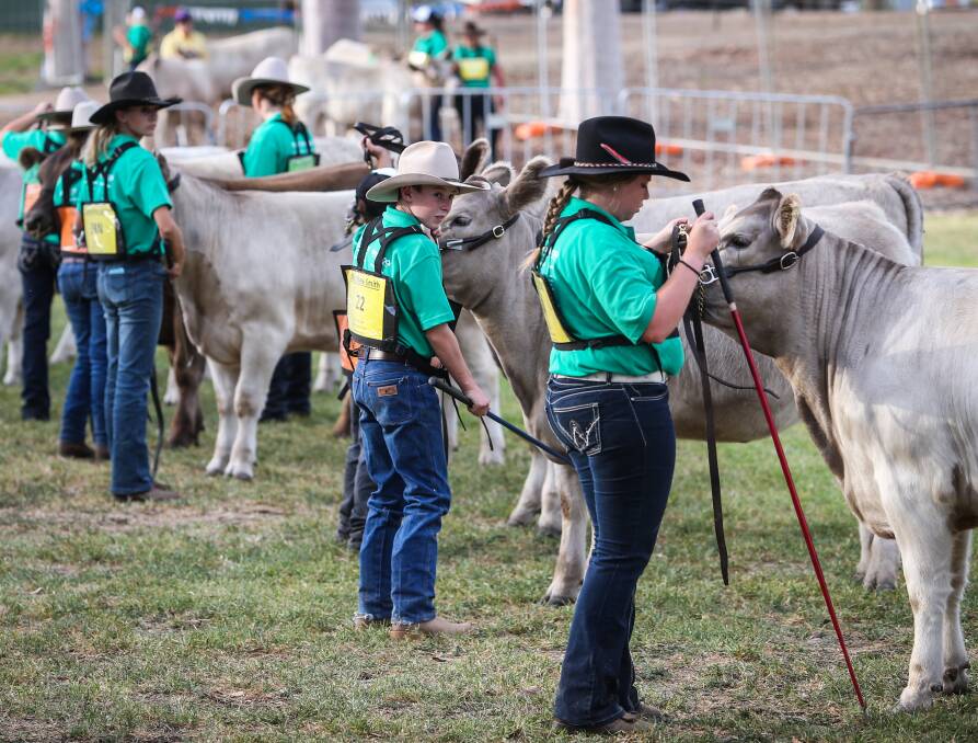 SHOW AND SHINE: Young handlers are put through their paces during the junior competition in the days leading up to the National show and sale in Wodonga. Hundreds attend the anniversary event. Picture: JAMES WILTSHIRE