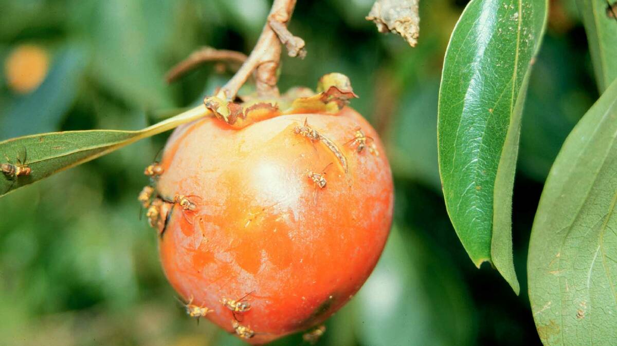 FRUIT FLY: Adult fruit flies on fruit. Picture: NSW Department of Primary Industries