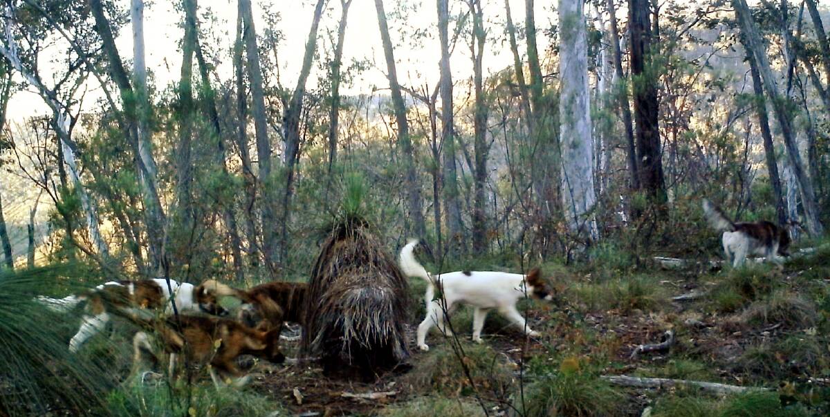 DOG FIGHT: More than 30 stakeholder groups from around Australia met in Sydney this week as part of the National Wild Dog Action Plan to discuss the latest developments in wild dog control.