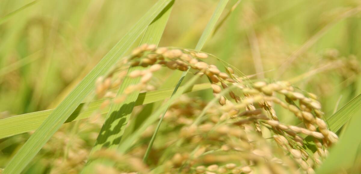 Eyes on future for rice industry