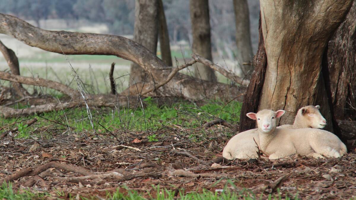 COUNTING SHEEP: Murray Local Land Services is urging farmers to submit their land and stock reports by the end of the month.