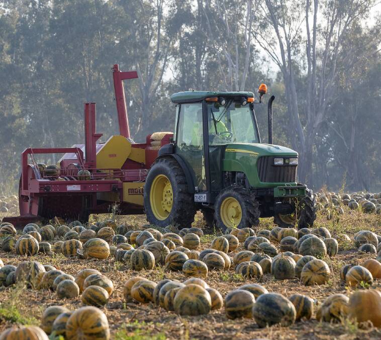 PICK AND GO: A pumpkin de-seeder slowly collects and mashes pumpkins. Pictures: JASON ROBINS