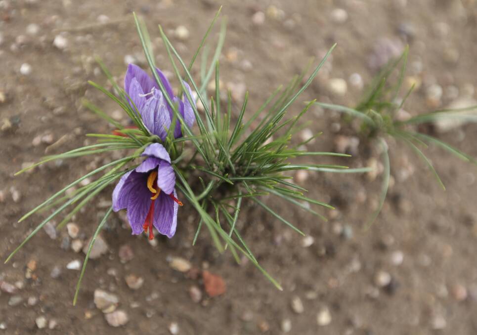 PURPLE PATCH: A saffron plant in flower, showing the prized orange threads inside the petals. Flowers bloom and are harvested in April and May.