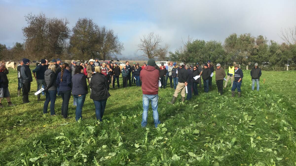 ON FARM: Dairy farmers and industry experts discuss stock during a farm walk at Elise and John Pethybridge's Whorouly South property on Wednesday.